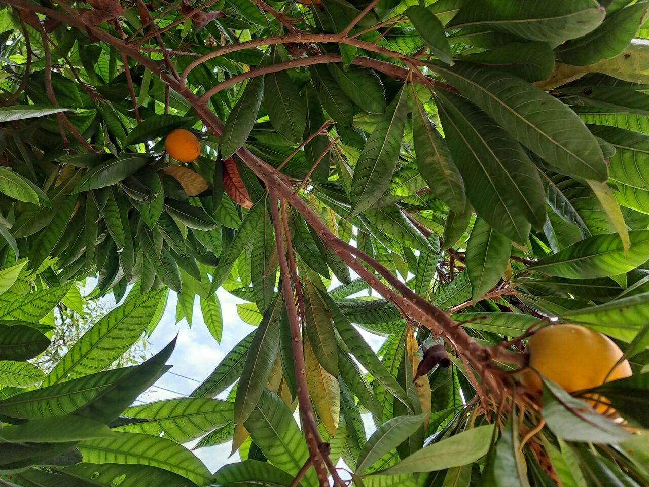 タイで謎の植物 カニステル エッグフルーツ を観察 農タイ生活の備忘録 タイで謎の植物 カニステル エッグフルーツ を観察 農タイ生活の備忘録