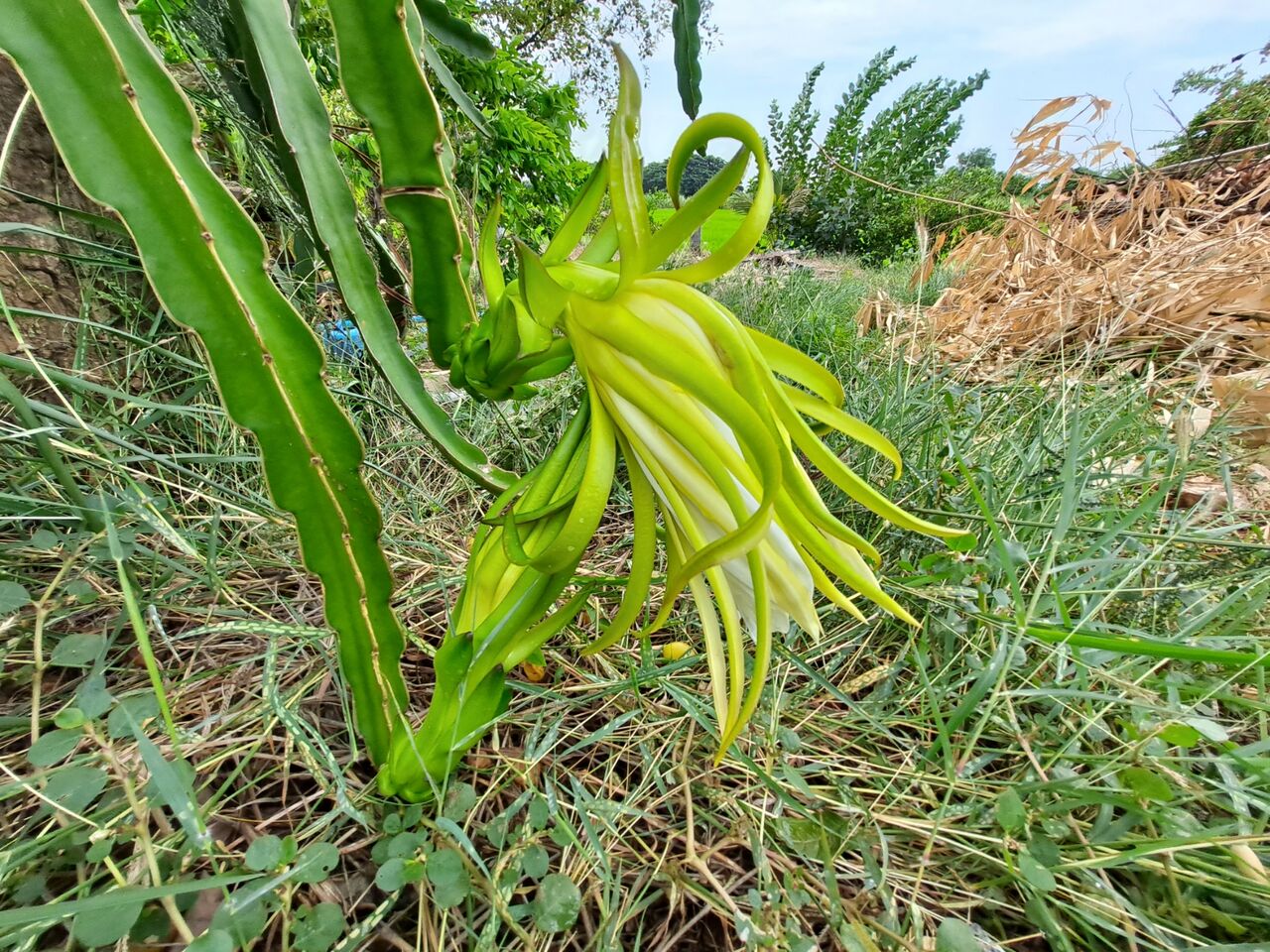 ドラゴンフルーツの花は一晩だけの開花 農タイ生活の備忘録