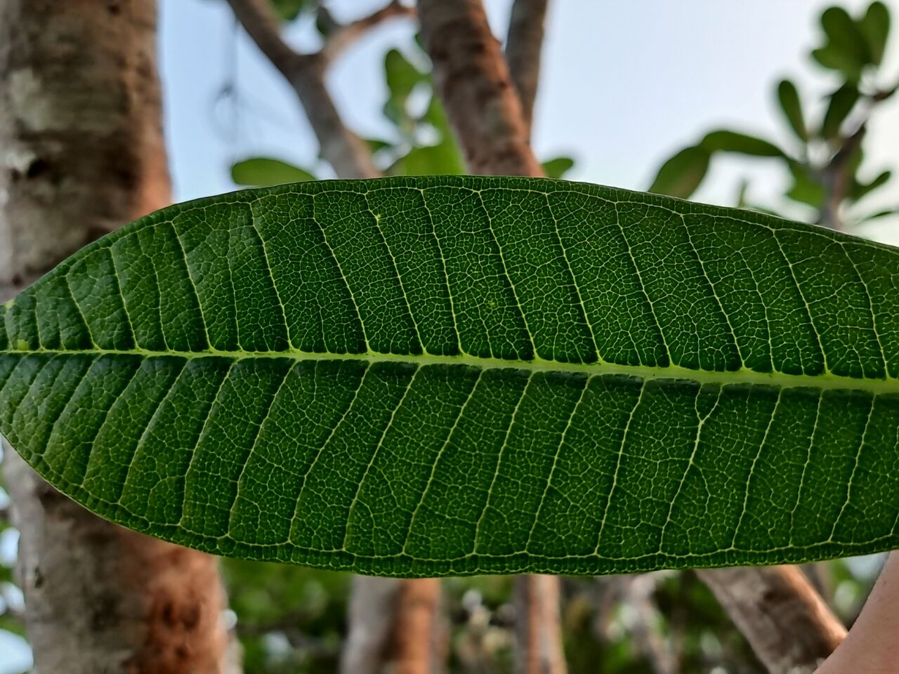 タイでよく見る花 プルメリア Plumeria 農タイ生活の備忘録