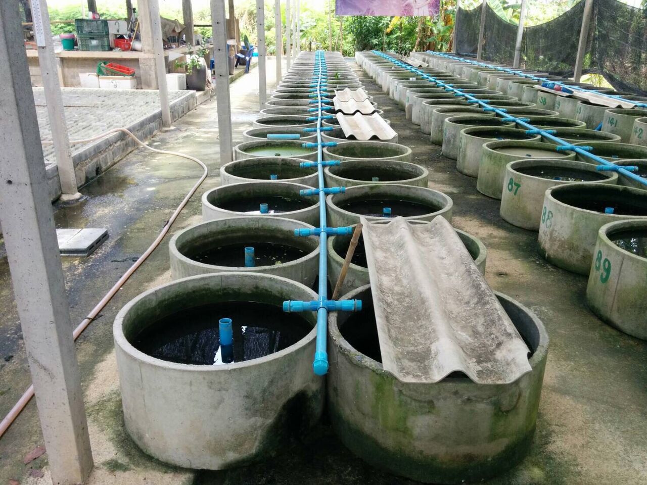 タイでベタ養殖場を見学 : 農タイ生活の備忘録