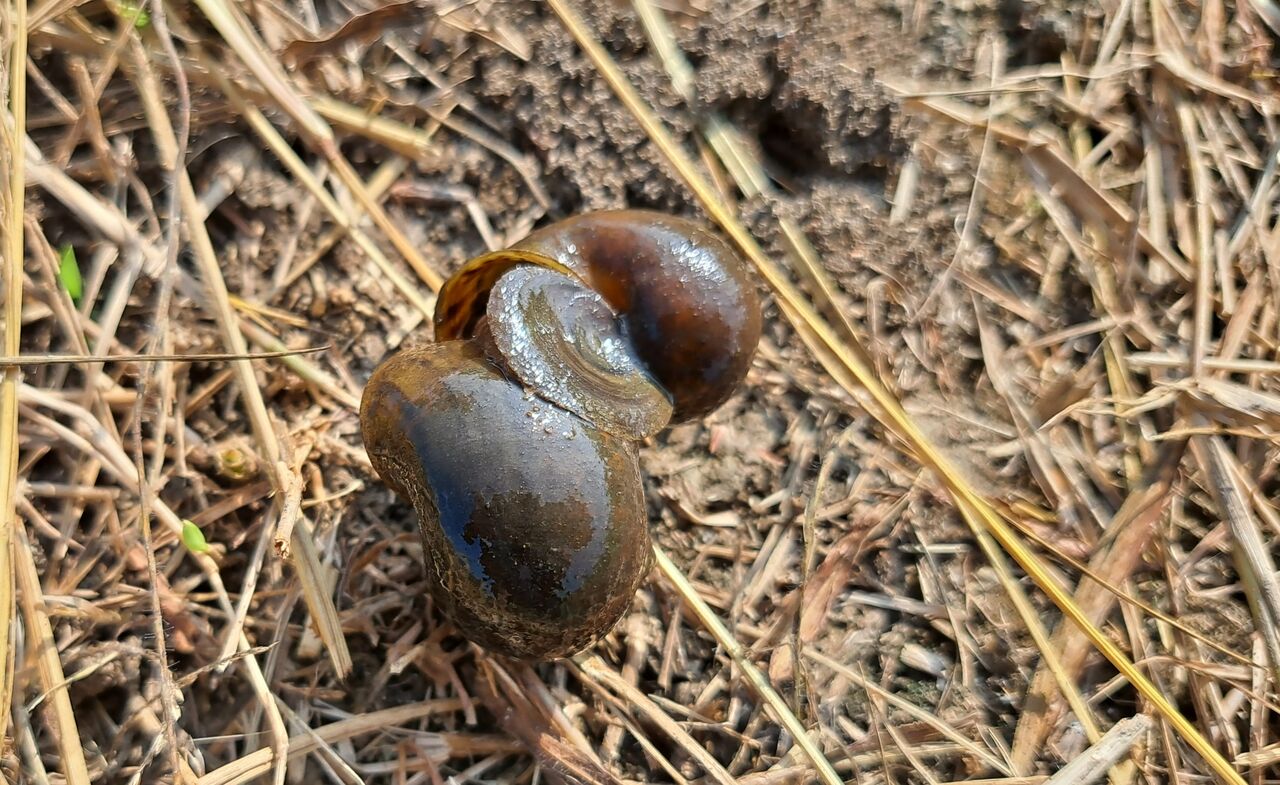 タイでスクミリンゴガイを観察 農タイ生活の備忘録