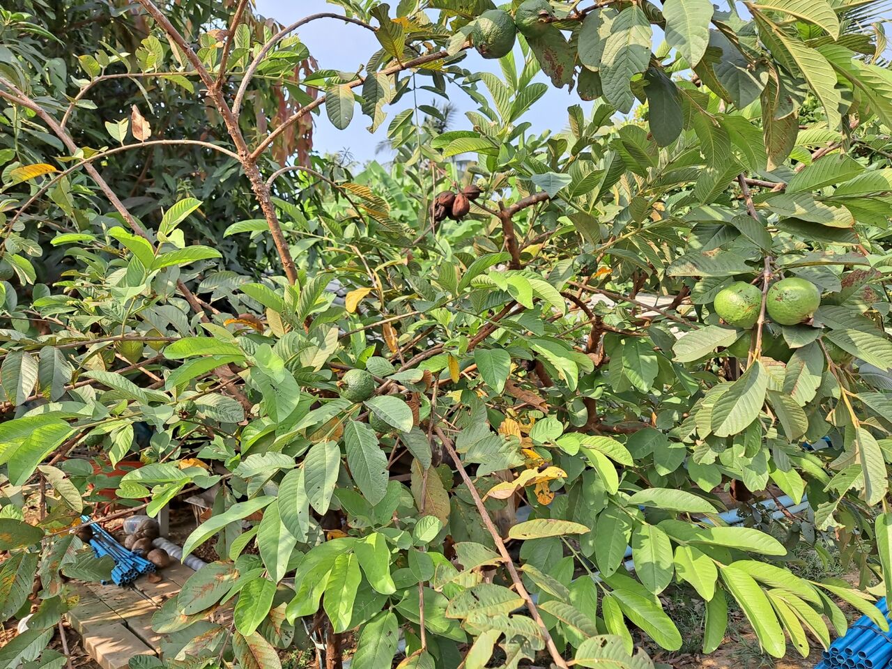 タイでグアバの開花 結実までを観察 農タイ生活の備忘録