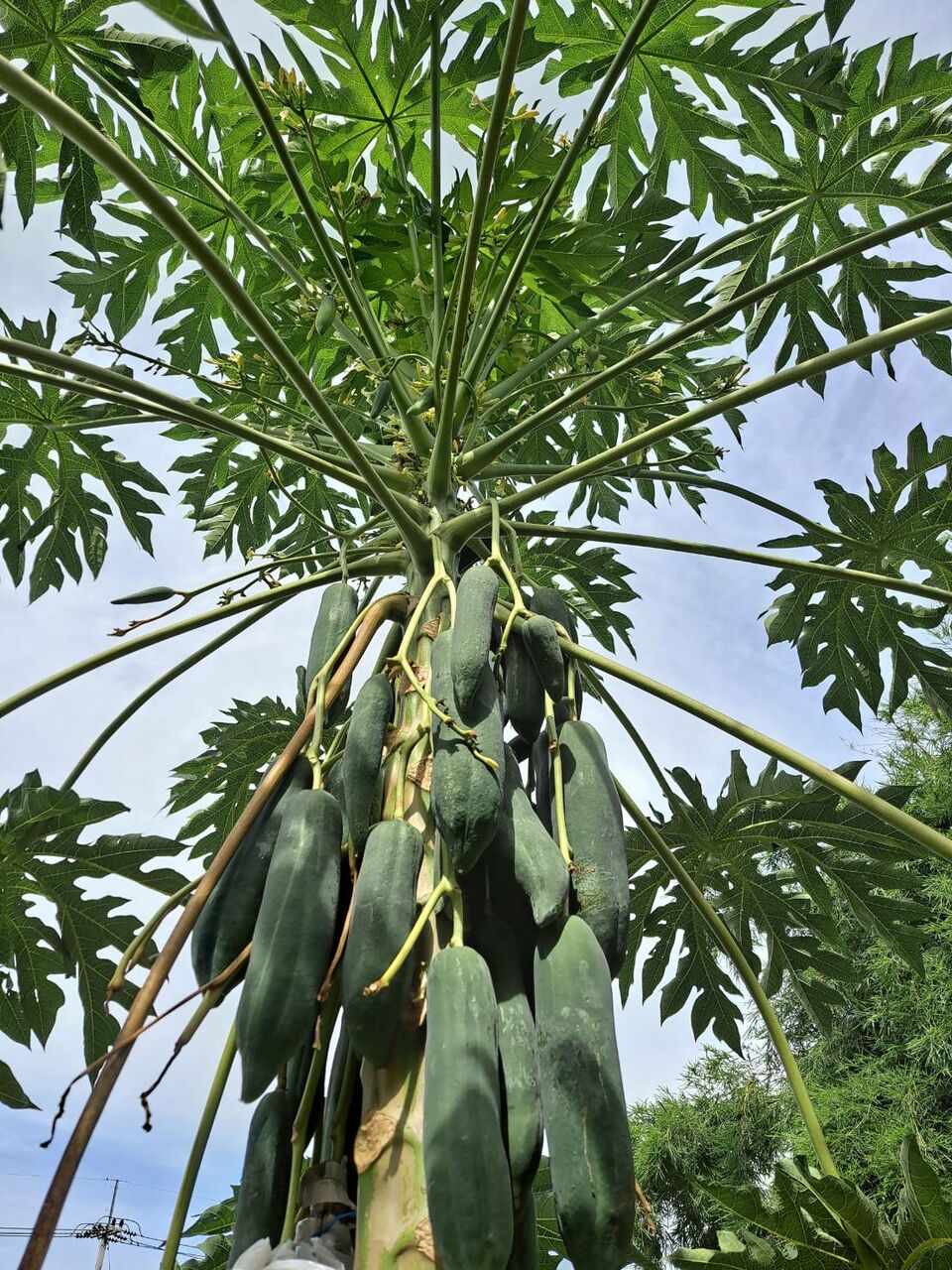 パパイヤには雌雄の性別があるのを知っていますか 農タイ生活の備忘録