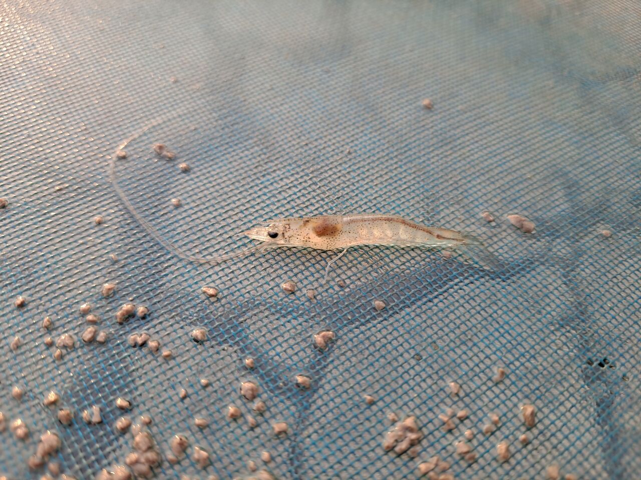 タイの淡水エビ クン フォーイ の養殖場を見学 農タイ生活の備忘録