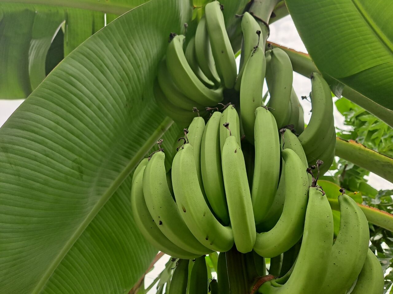 タイで赤いバナナを観察 モラードバナナ 農タイ生活の備忘録