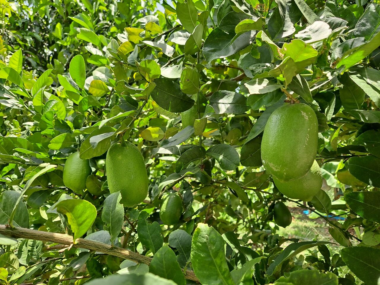 タイでレモンのオーガニック栽培に挑戦 農タイ生活の備忘録 タイでレモンのオーガニック栽培に挑戦 農タイ生活の備忘録