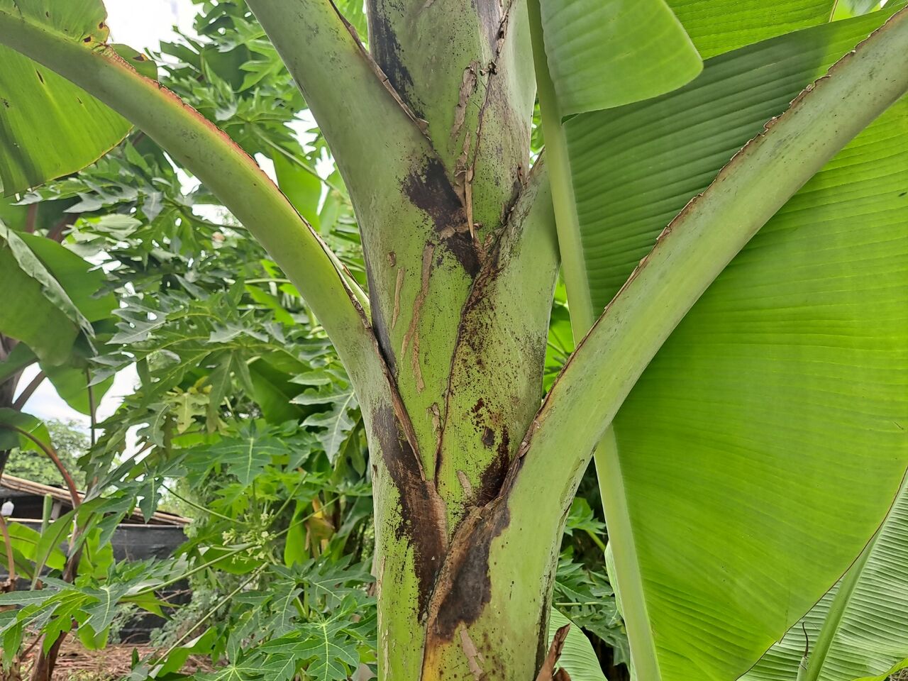 タイで赤いバナナを観察 モラードバナナ 農タイ生活の備忘録