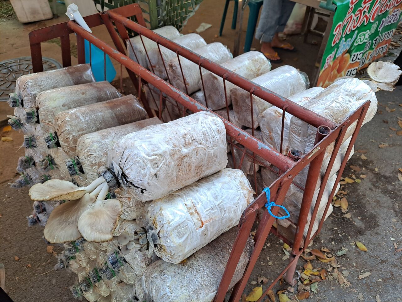 タイでキノコ栽培に挑戦 農タイ生活の備忘録 タイでキノコ栽培に挑戦 農タイ生活の備忘録