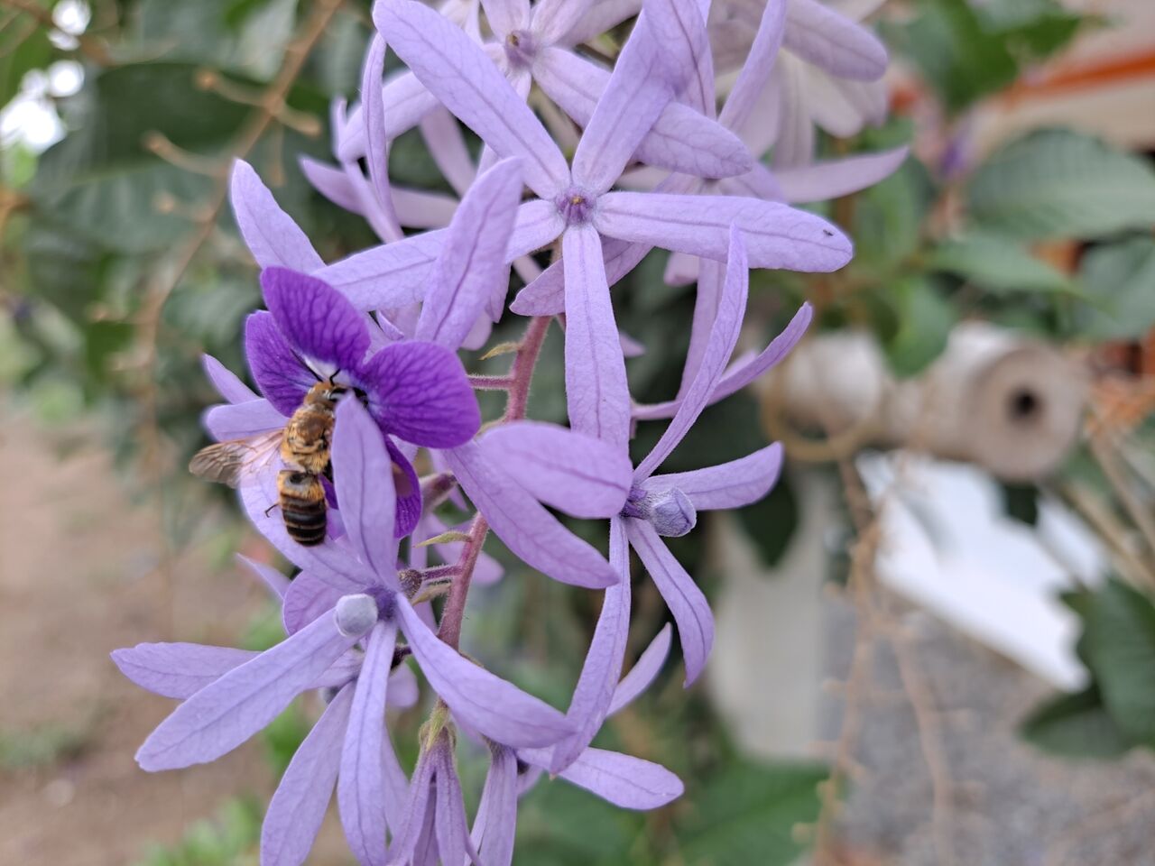 タイの藤の花 ペトレア ボルビィリス 農タイ生活の備忘録