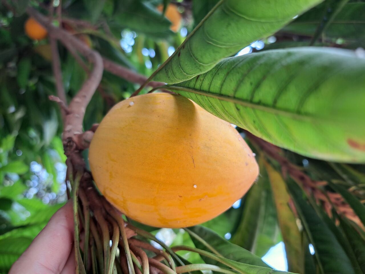 タイで謎の植物 カニステル エッグフルーツ を観察 農タイ生活の備忘録