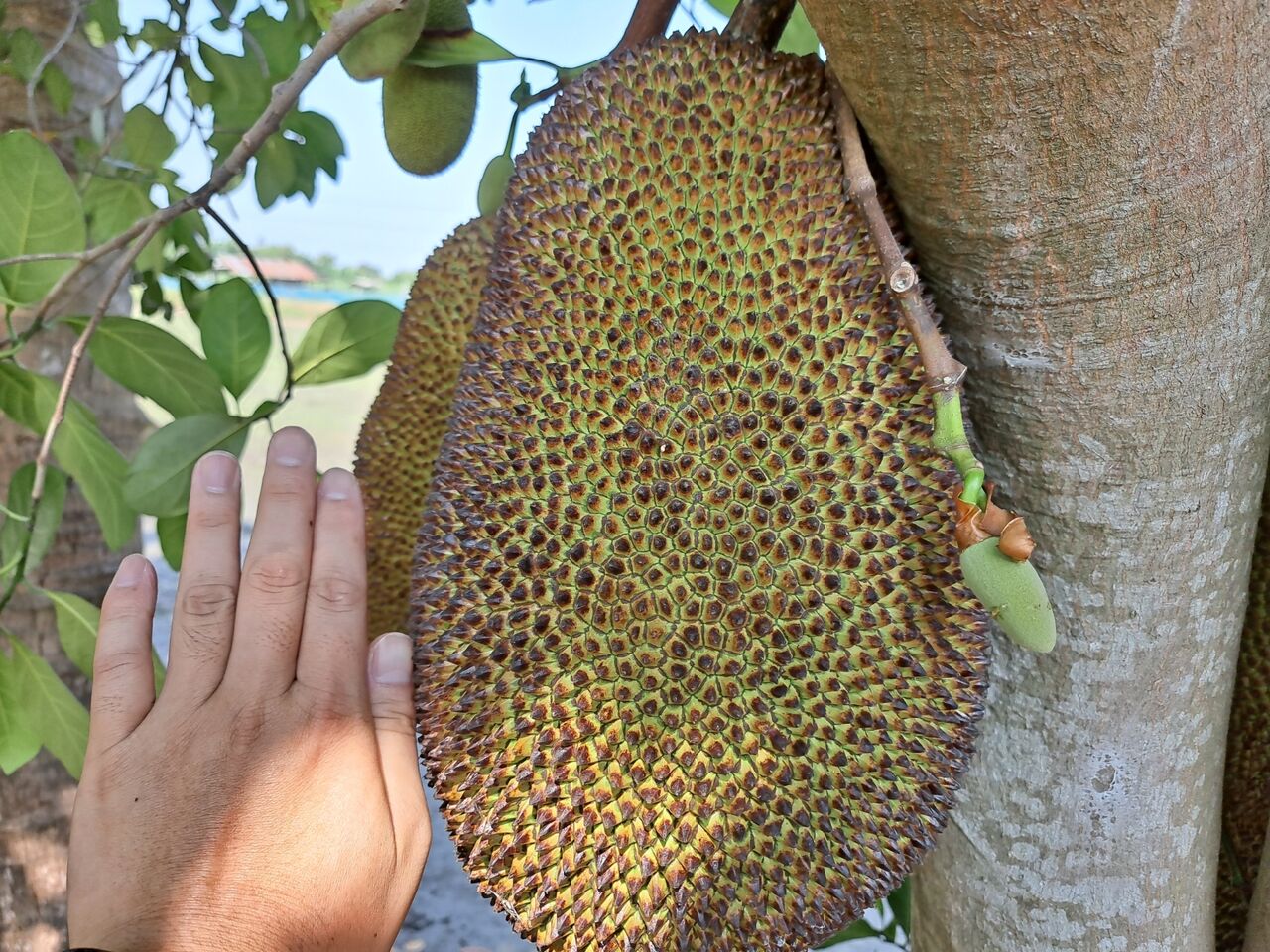 タイのジャックフルーツの特徴を観察 農タイ生活の備忘録 タイのジャックフルーツの特徴を観察 農タイ生活の備忘録