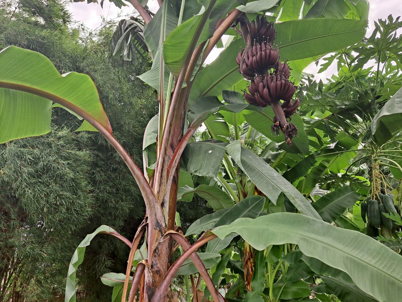 タイで赤いバナナを観察 モラードバナナ 農タイ生活の備忘録