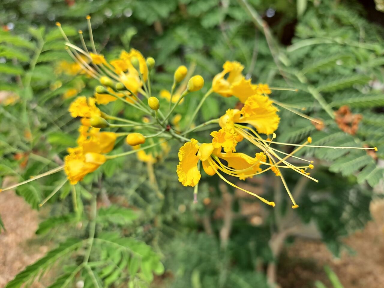 タイで見る沖縄の三大名花 オオゴチョウ 農タイ生活の備忘録