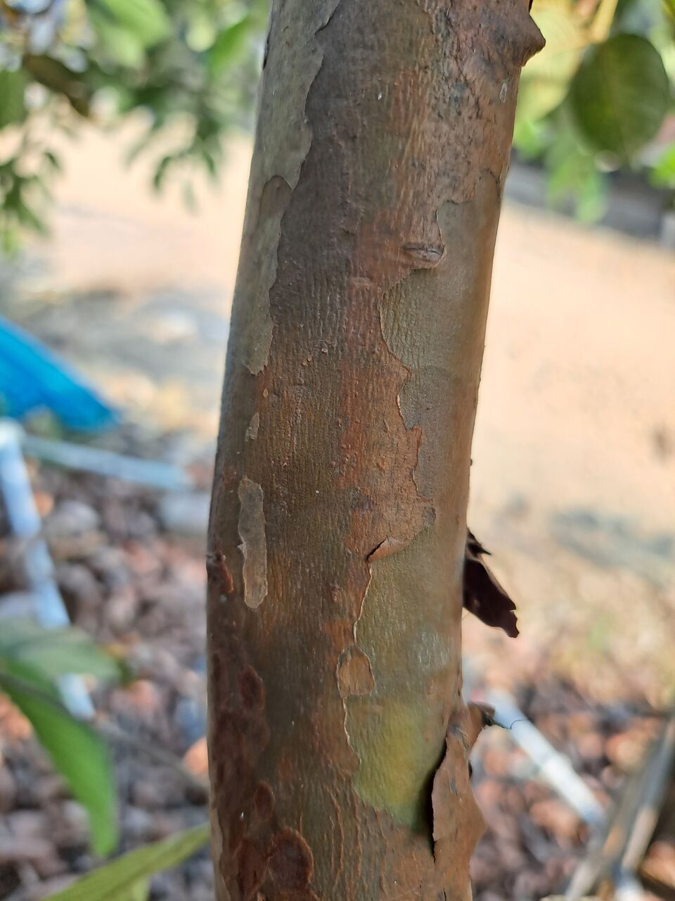 タイでグアバの開花 結実までを観察 農タイ生活の備忘録 タイでグアバの開花 結実までを観察 農タイ生活の備忘録