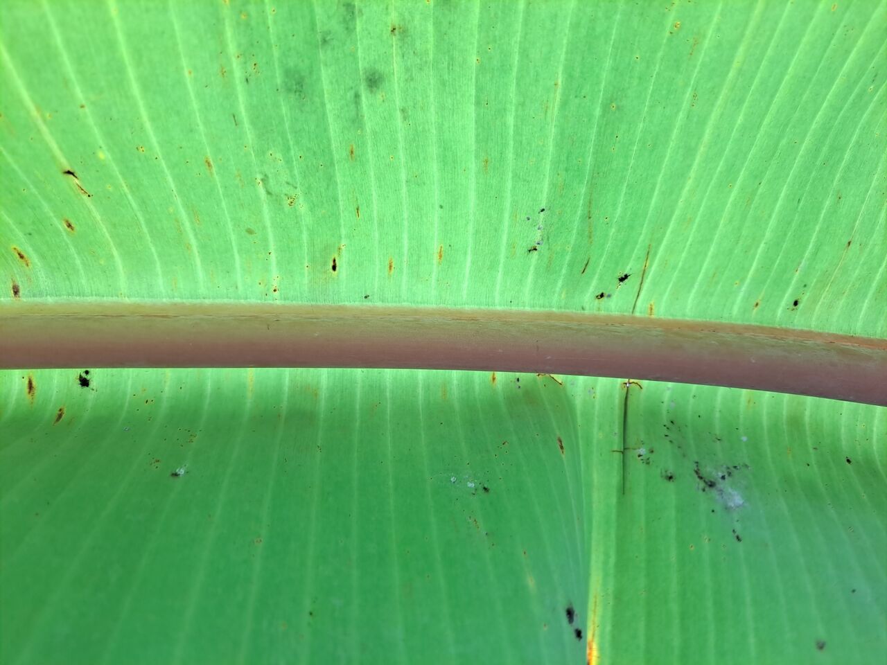 タイで赤いバナナを観察 モラードバナナ 農タイ生活の備忘録