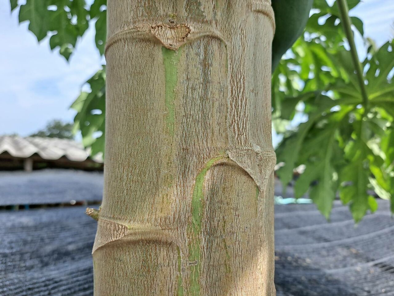 パパイヤには雌雄の性別があるのを知っていますか 農タイ生活の備忘録