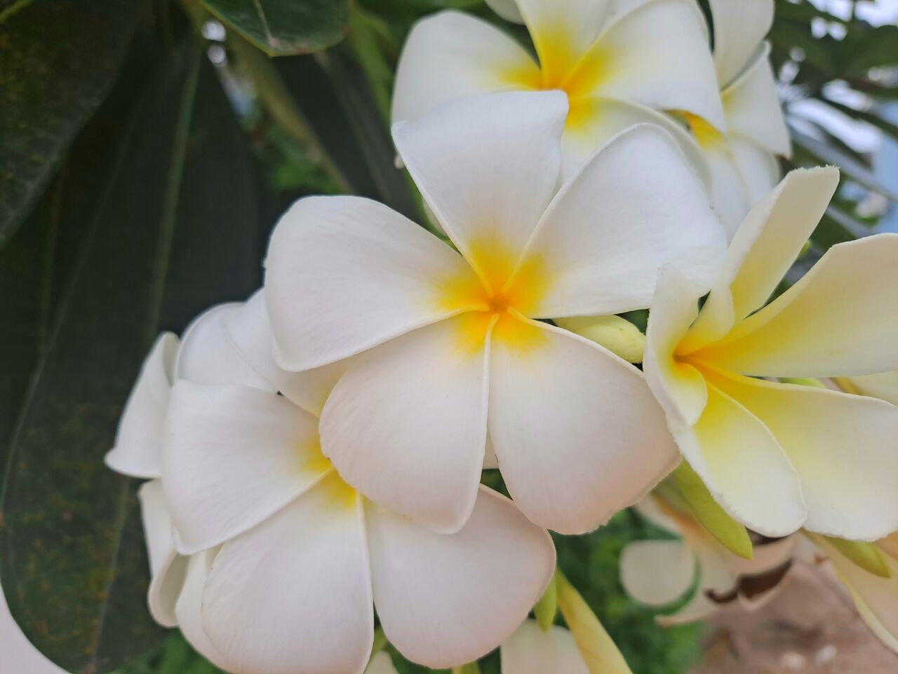 タイでよく見る花 プルメリア Plumeria 農タイ生活の備忘録