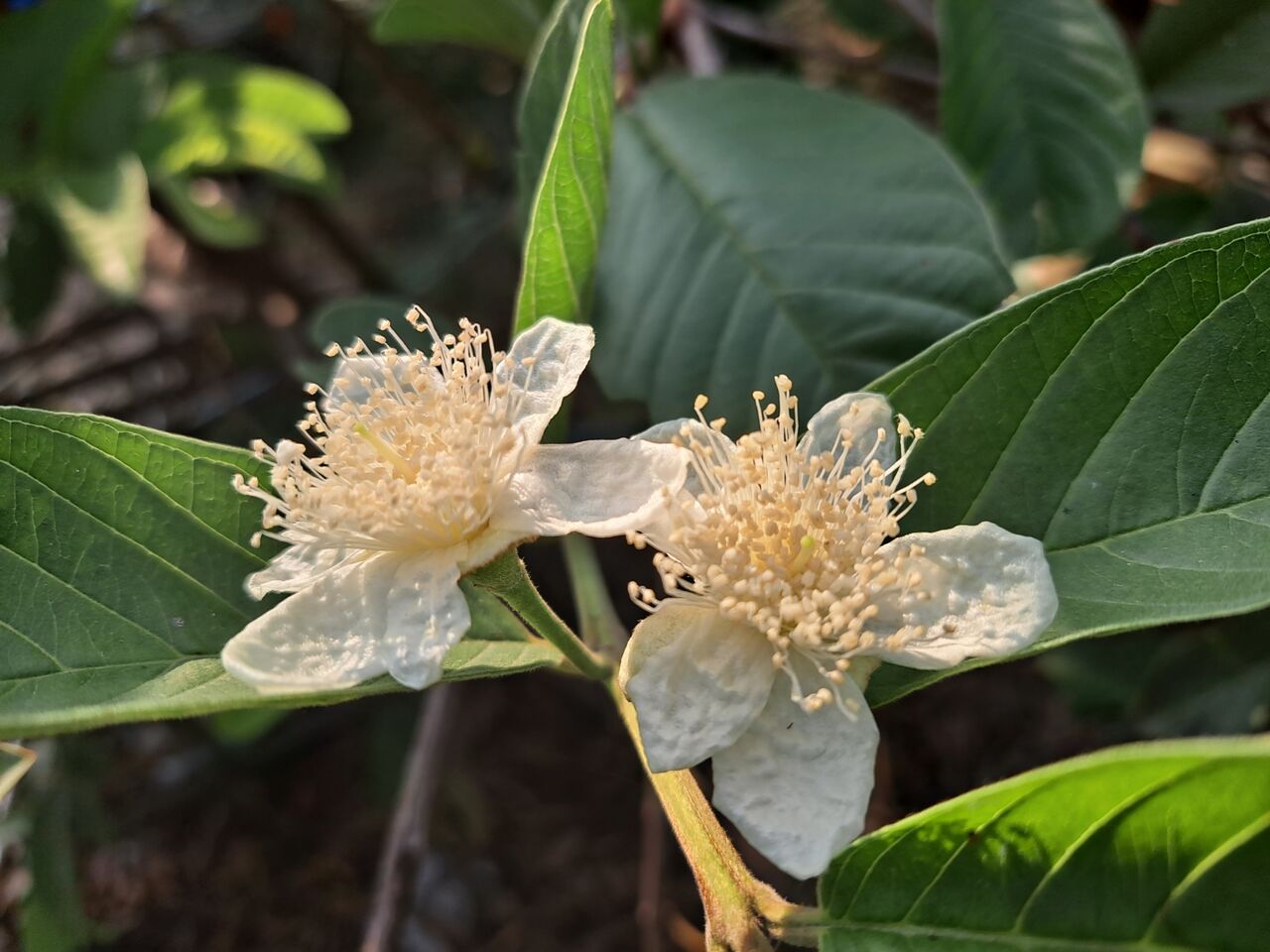 タイでグアバの開花 結実までを観察 農タイ生活の備忘録 タイでグアバの開花 結実までを観察 農タイ生活の備忘録
