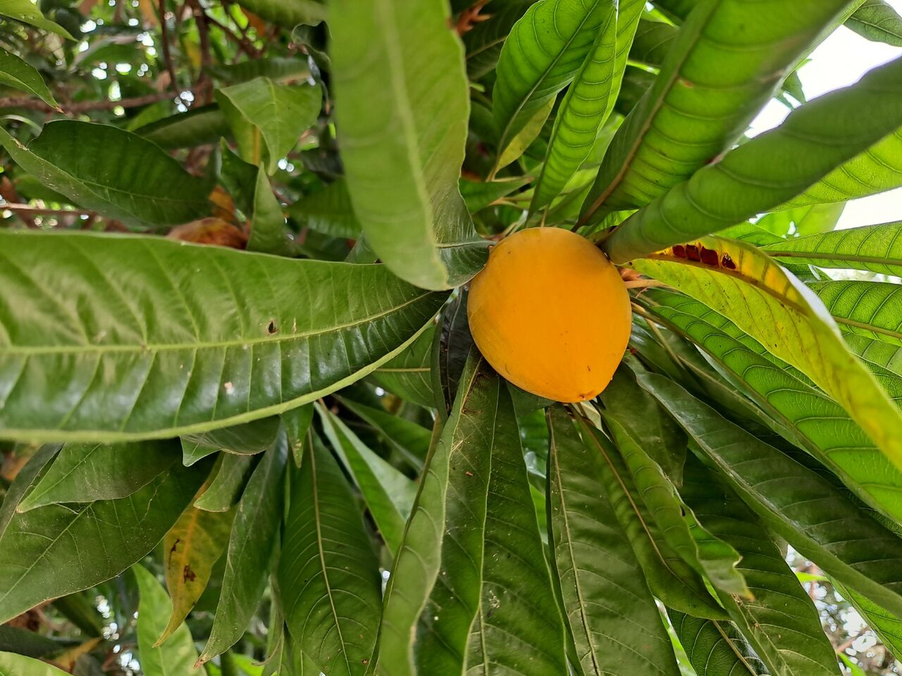 タイで謎の植物 カニステル エッグフルーツ を観察 農タイ生活の備忘録 タイで謎の植物 カニステル エッグフルーツ を観察 農タイ生活の備忘録