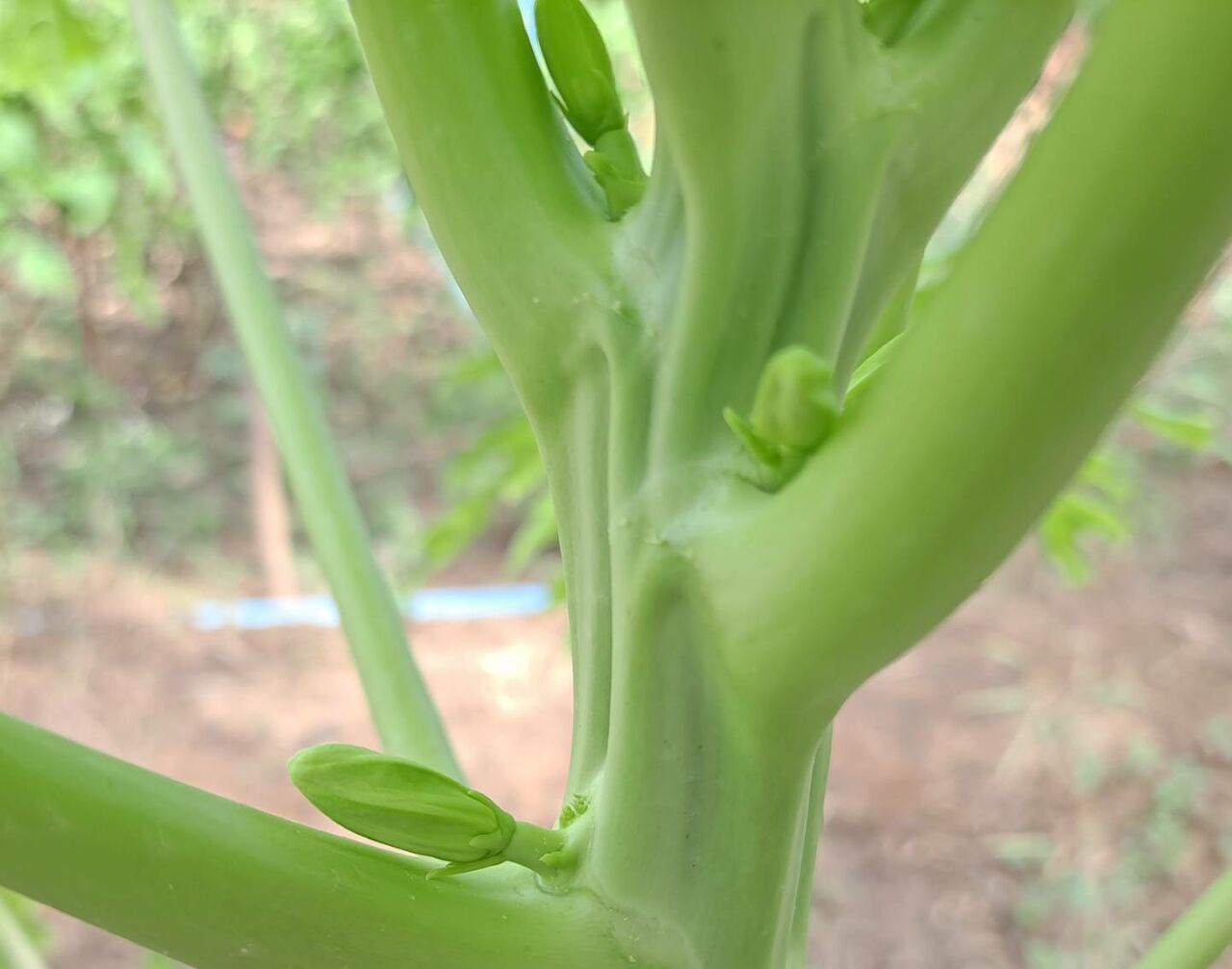 パパイヤには雌雄の性別があるのを知っていますか 農タイ生活の備忘録