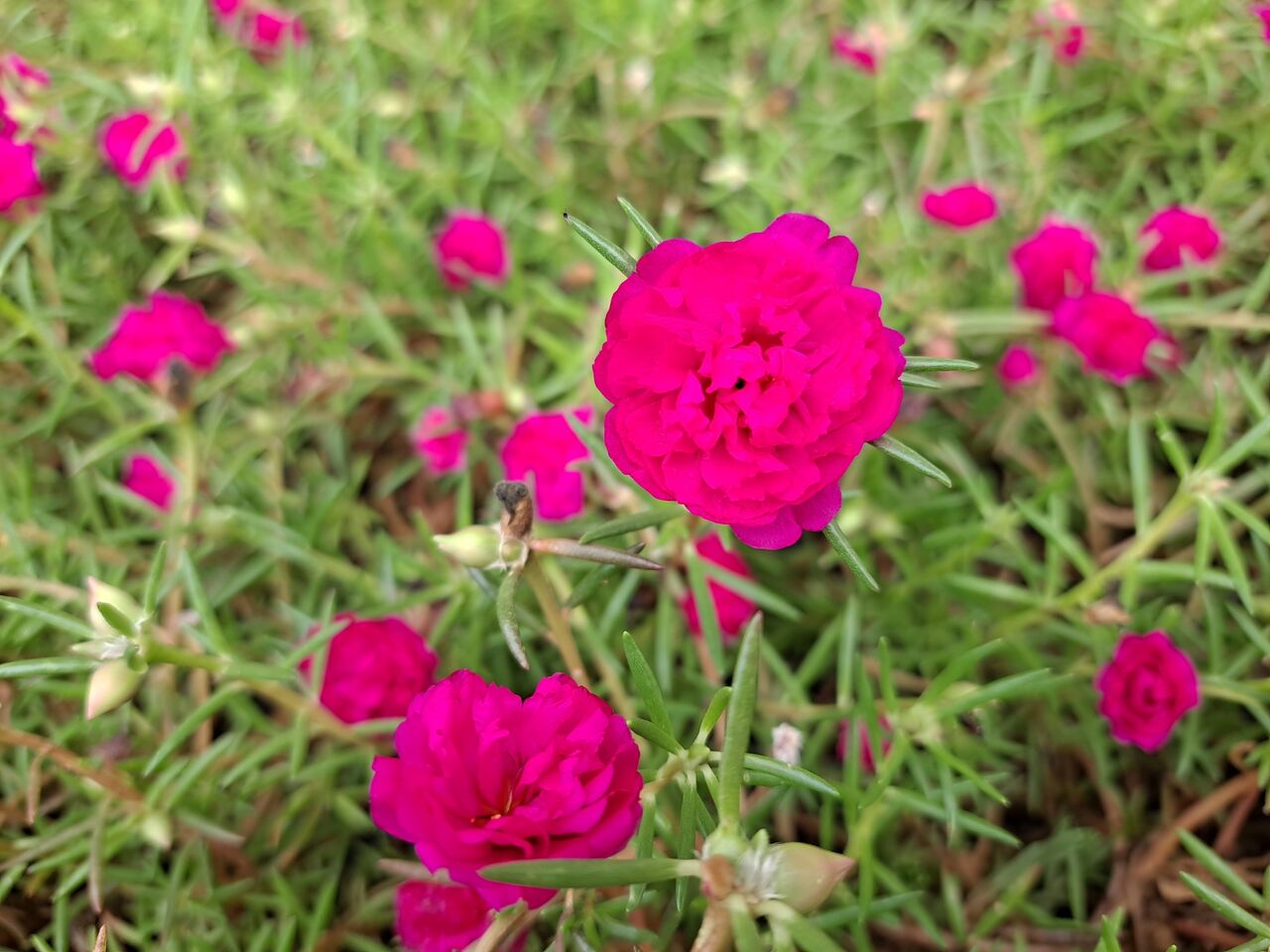 タイのスベリヒユは美しい 農タイ生活の備忘録