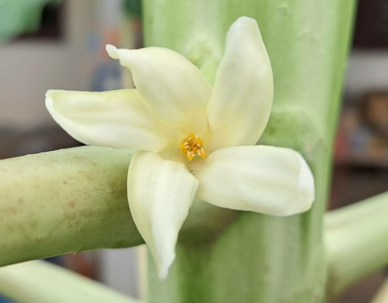 パパイヤには雌雄の性別があるのを知っていますか 農タイ生活の備忘録