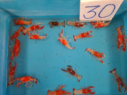 タイのザリガニ養殖場を見学 農タイ生活の備忘録