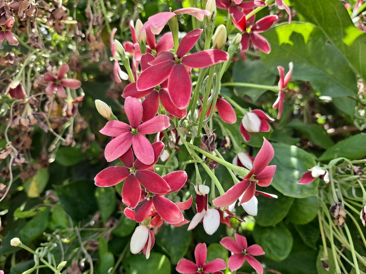 タイでシクンシの花を観察 農タイ生活の備忘録