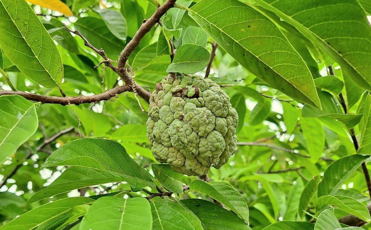 タイでノイナー 釈迦頭 の花を見たことありますか 農タイ生活の備忘録