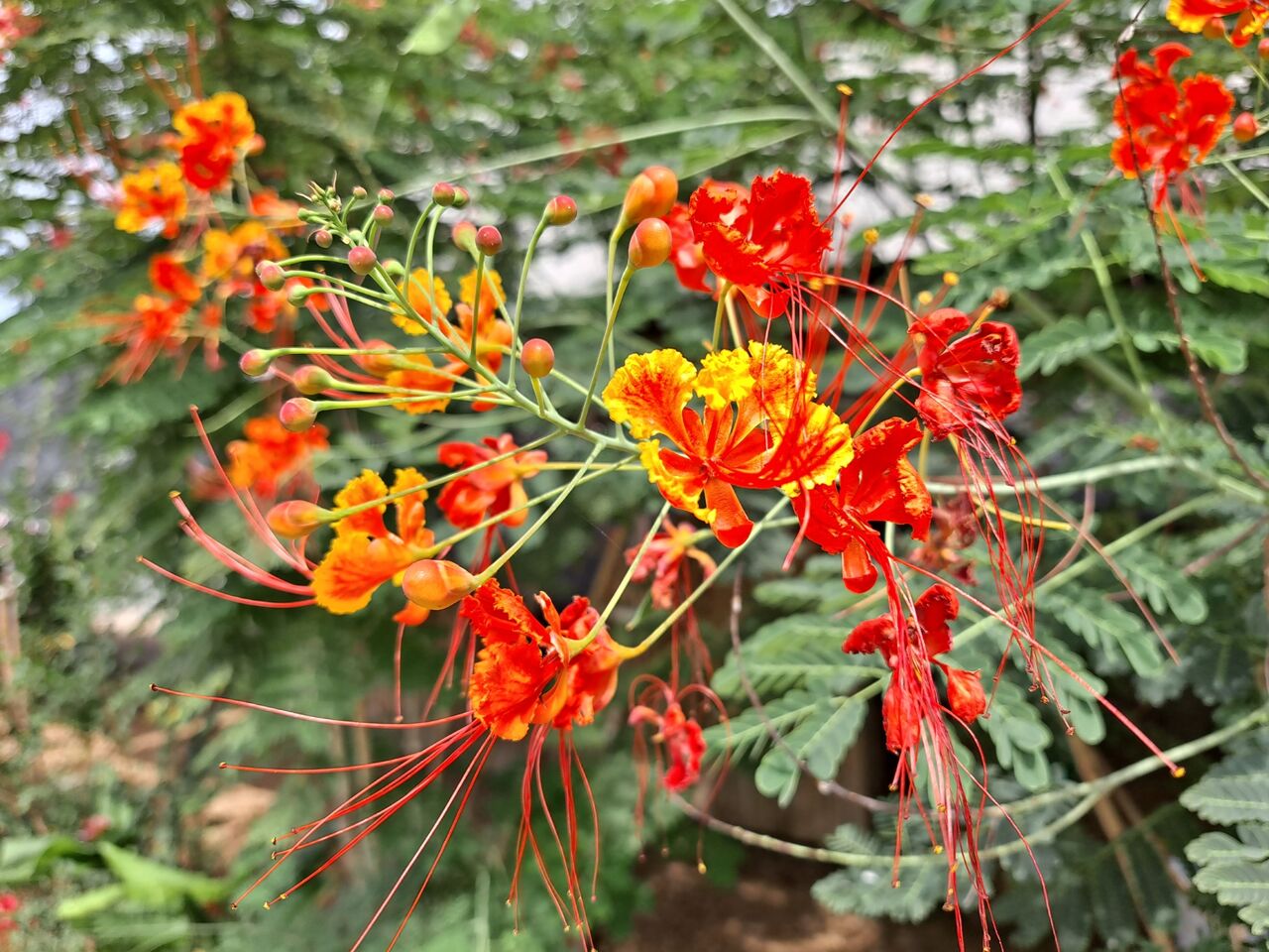 タイで見る沖縄の三大名花 オオゴチョウ 農タイ生活の備忘録