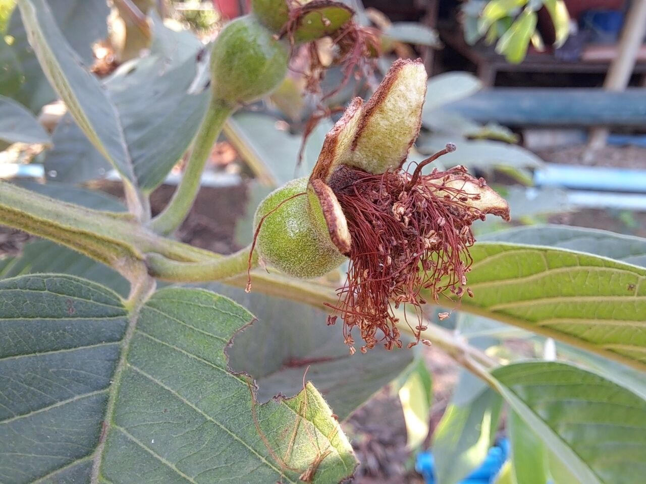 タイでグアバの開花 結実までを観察 農タイ生活の備忘録