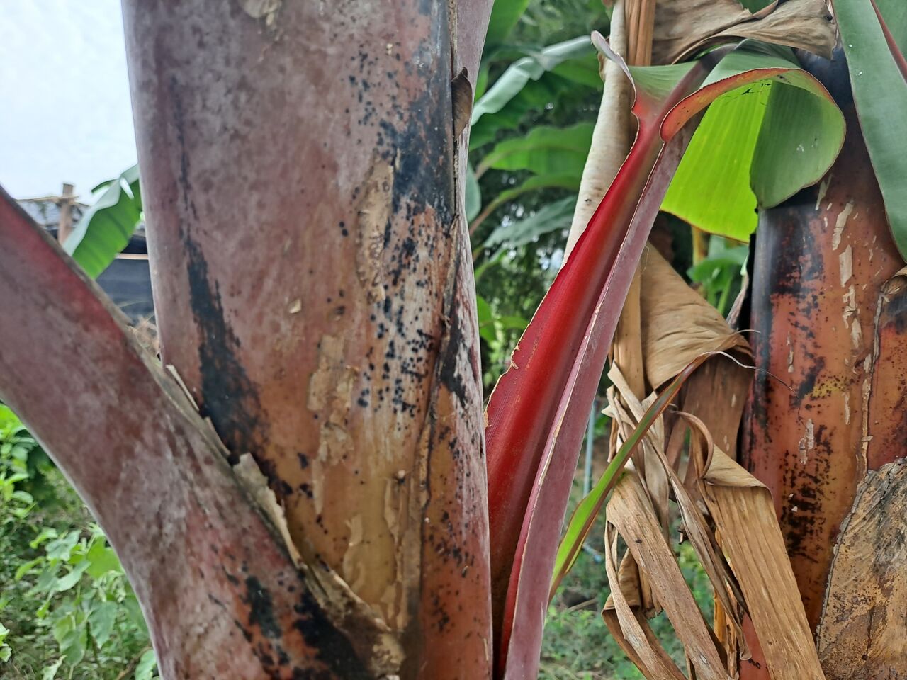 タイで赤いバナナを観察 モラードバナナ 農タイ生活の備忘録