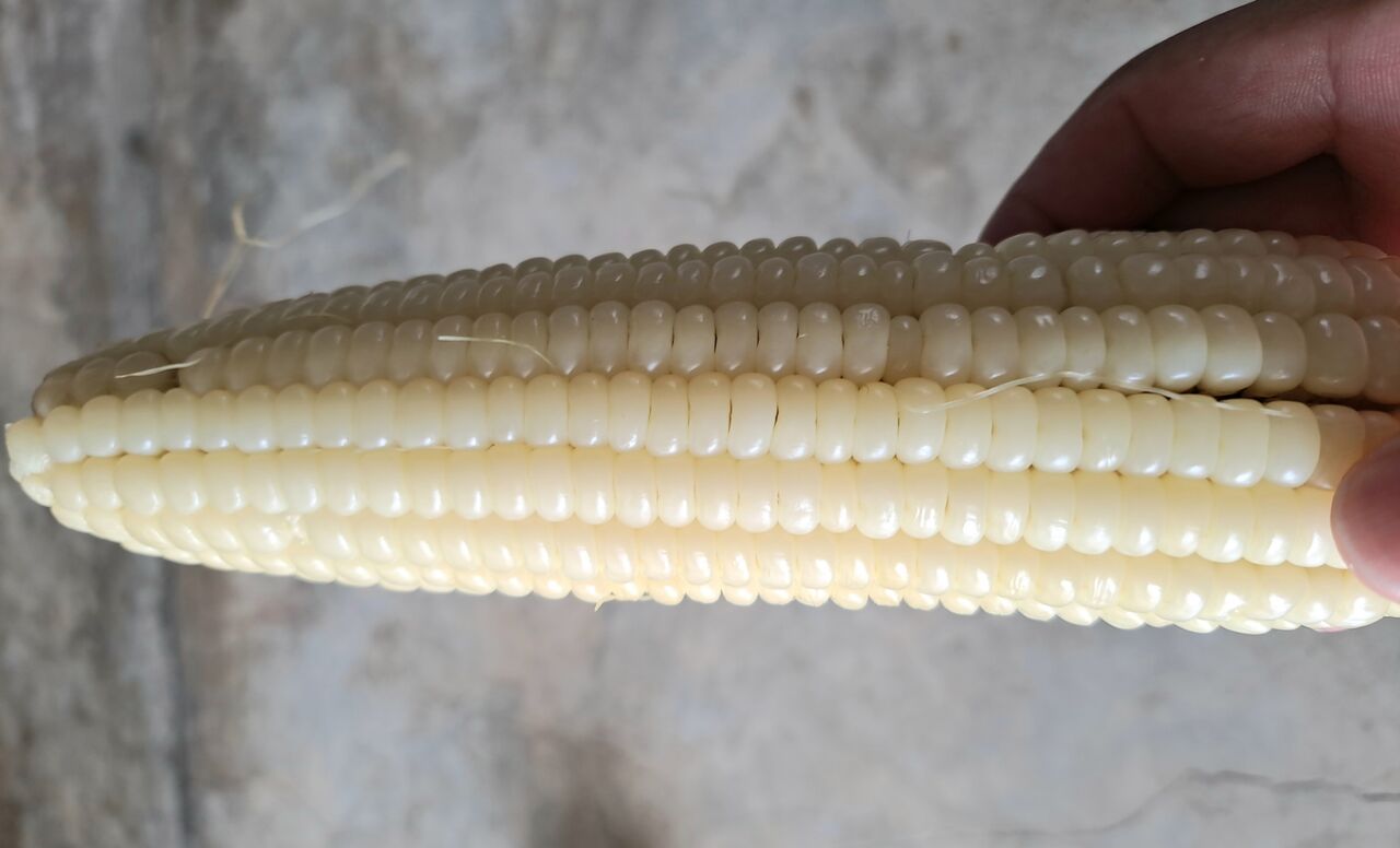 タイの食文化 モチモチ食感 白とうもろこし 農タイ生活の備忘録