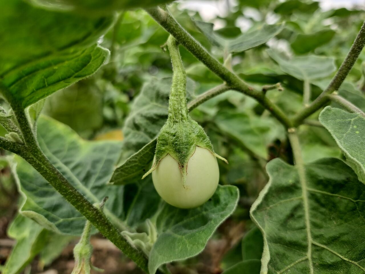 植物育種の基本を ナス科の交配 で実践 農タイ生活の備忘録