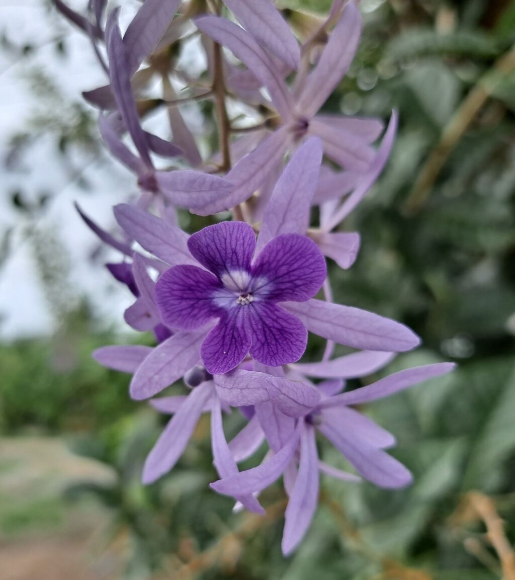 タイの藤の花 ペトレア ボルビィリス 農タイ生活の備忘録 タイの藤の花 ペトレア ボルビィリス 農タイ生活の備忘録