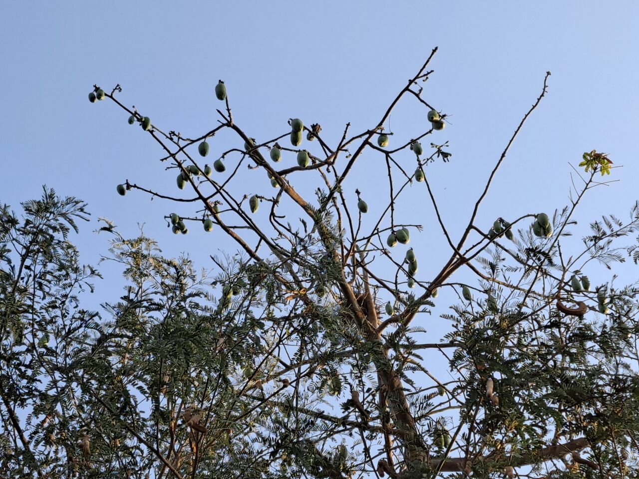 タイで綿のなる木 パンヤノキを観察 農タイ生活の備忘録