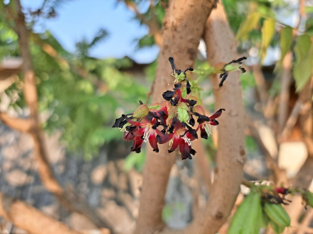 billimbi タイでスターフルーツの近縁種 “ビリンビ” を発見! : 農タイ生活の備忘録