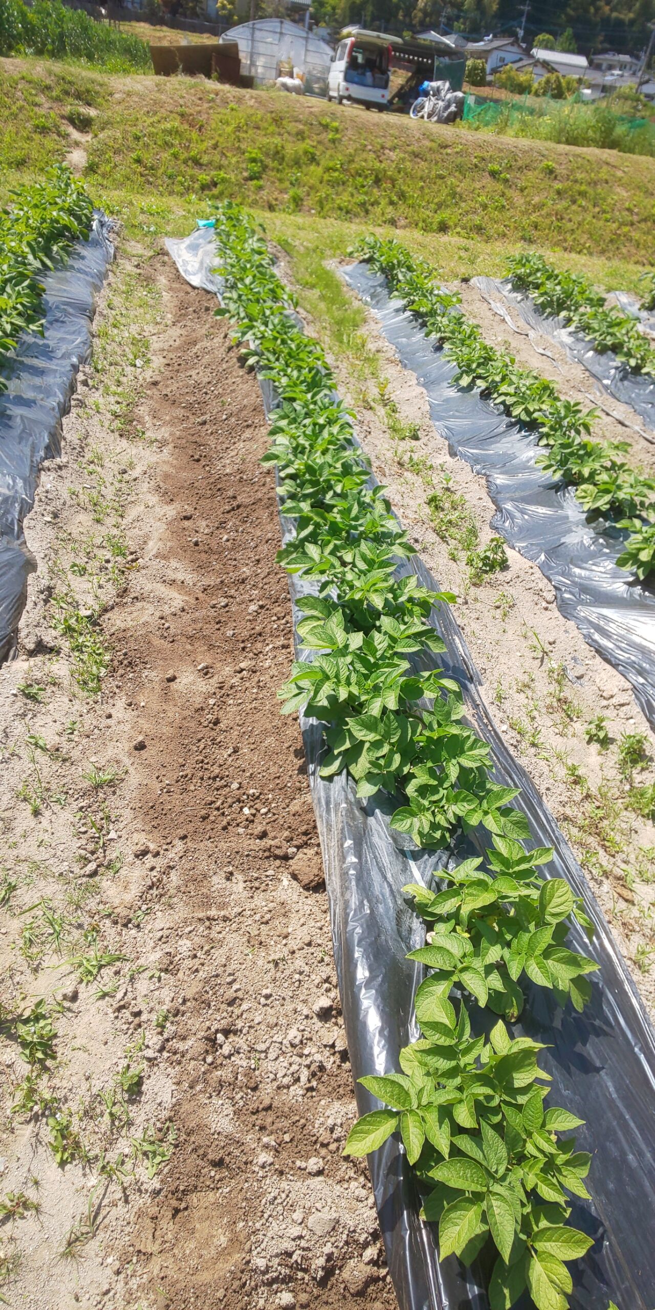 じゃがいも2回目の土寄せにお越しください ともはぐ 農woman 茜のblog じゃがいも2回目の土寄せにお越しください ともはぐ 農woman 茜のblog