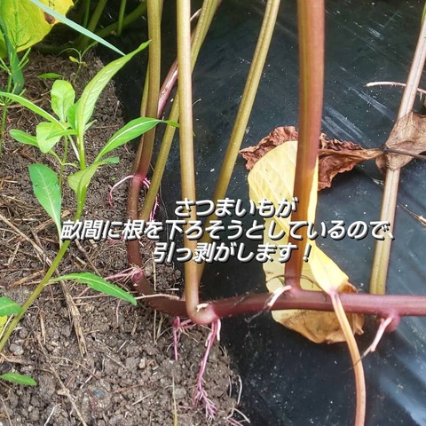 IMG_20210719_113015_245