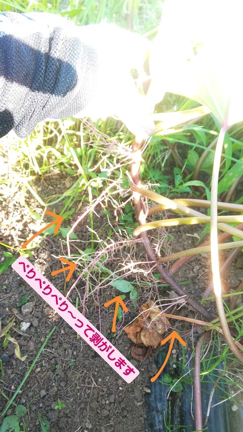 IMG_20210720_075811_451