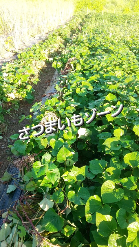 IMG_20210720_075758_980