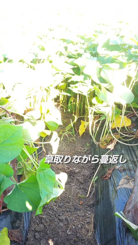 IMG_20210720_075805_375