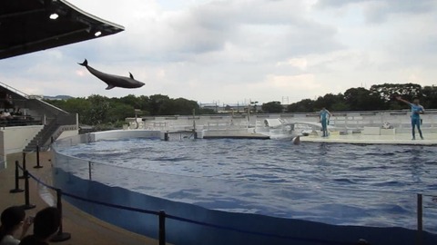 イルカのハイジャンプ 京都水族館 侍達の夜明 のべるわんでいのお部屋 イルカのハイジャンプ 京都水族館 侍達の夜明 のべるわんでいのお部屋