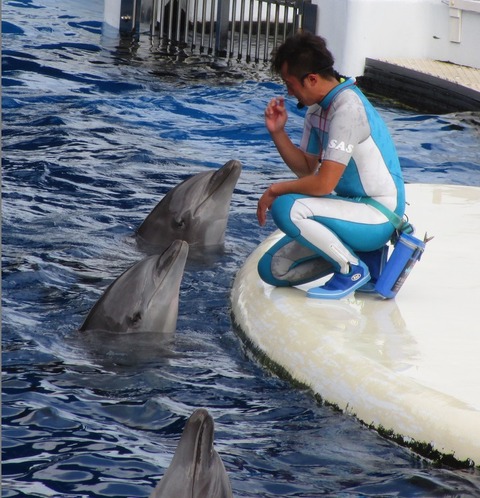 イルカのハイジャンプ 京都水族館 侍達の夜明 のべるわんでいのお部屋 イルカのハイジャンプ 京都水族館 侍達の夜明 のべるわんでいのお部屋