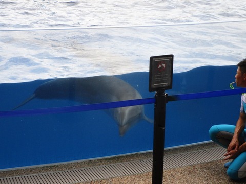 イルカのハイジャンプ 京都水族館 侍達の夜明 のべるわんでいのお部屋 イルカのハイジャンプ 京都水族館 侍達の夜明 のべるわんでいのお部屋