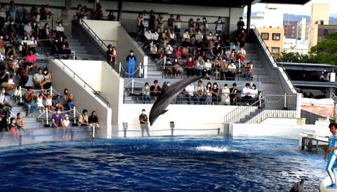 イルカのハイジャンプ 京都水族館 侍達の夜明 のべるわんでいのお部屋 イルカのハイジャンプ 京都水族館 侍達の夜明 のべるわんでいのお部屋