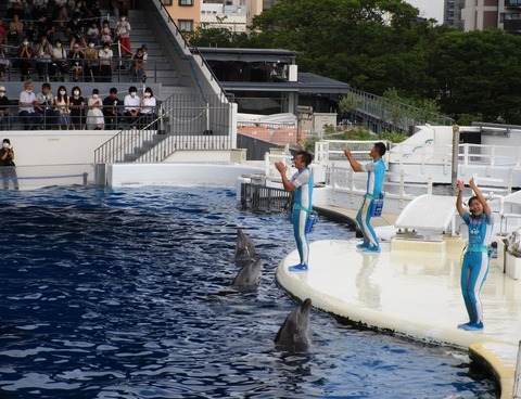 イルカのハイジャンプ 京都水族館 侍達の夜明 のべるわんでいのお部屋 イルカのハイジャンプ 京都水族館 侍達の夜明 のべるわんでいのお部屋