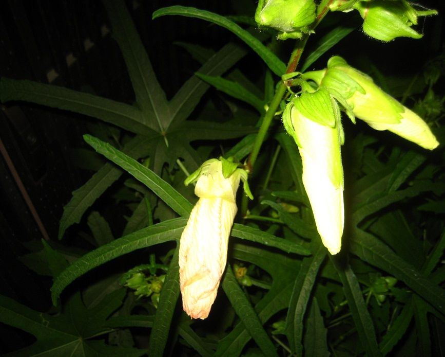 花オクラは夕方になると萎れる 侍達の夜明 のべるわんでいのお部屋