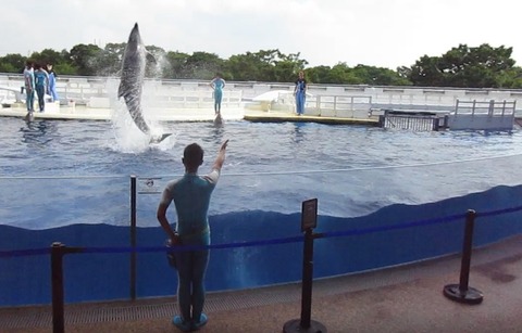 イルカのハイジャンプ 京都水族館 侍達の夜明 のべるわんでいのお部屋 イルカのハイジャンプ 京都水族館 侍達の夜明 のべるわんでいのお部屋