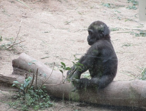 京都市動物園 ゴリラ ゴリラ ゴリラ 西ゴリラの正式学名 山形のさくらんぼ 侍達の夜明 のべるわんでいのお部屋